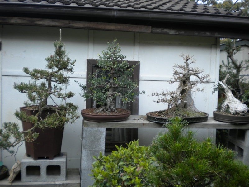 Spring bonsai cleaning Dscn1515