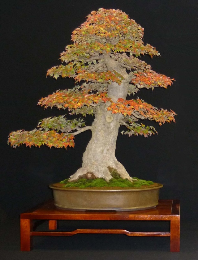 Show the Autumncolour from your bonsai Autumn11