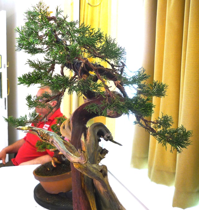 The Romanian Sabina Juniper gets styled Tony210