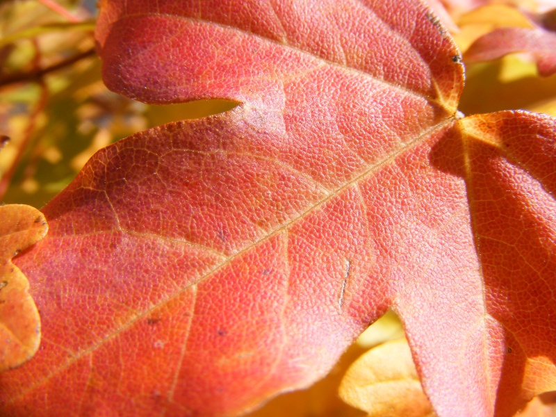 Show the Autumncolour from your bonsai Dscf2512