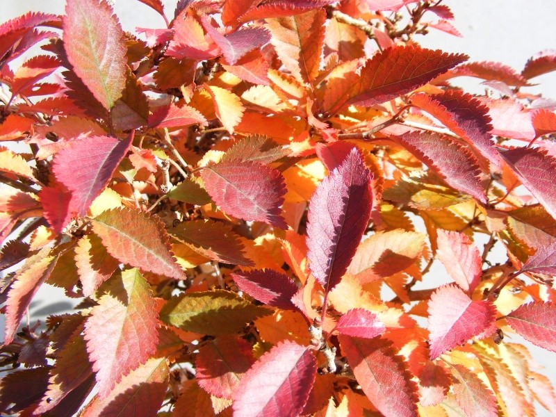 Show the Autumncolour from your bonsai Dscf2513