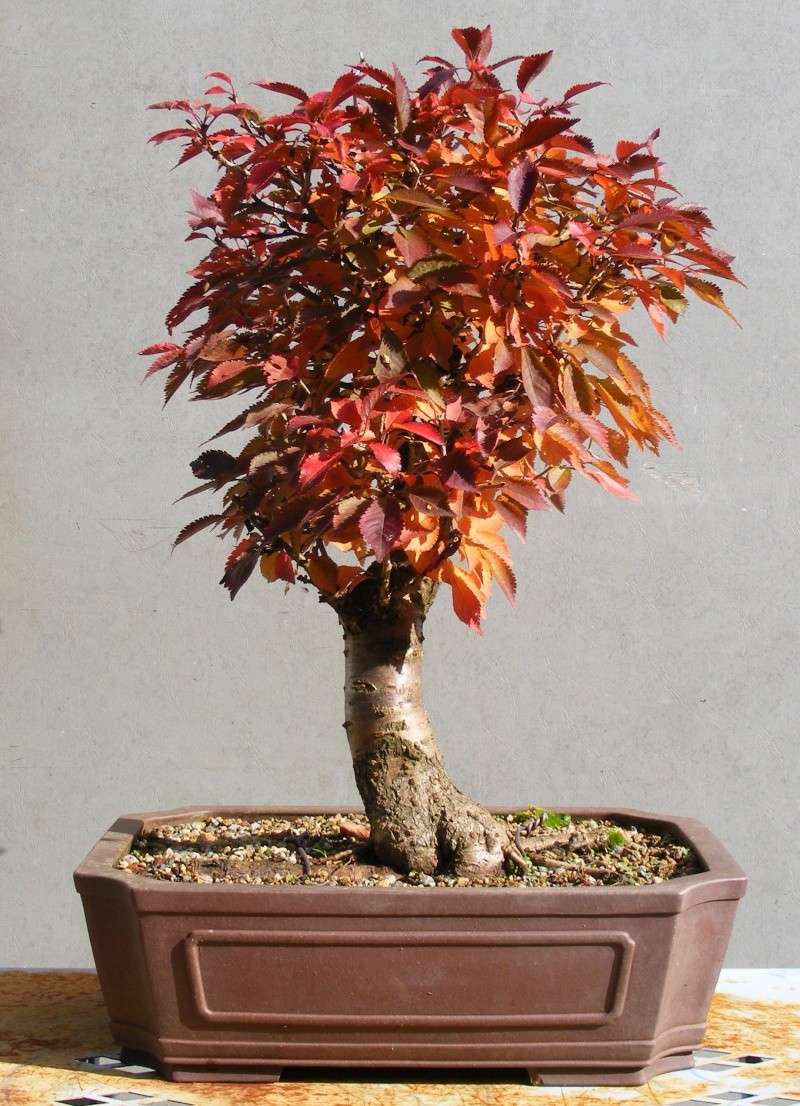 Show the Autumncolour from your bonsai Dscf2514