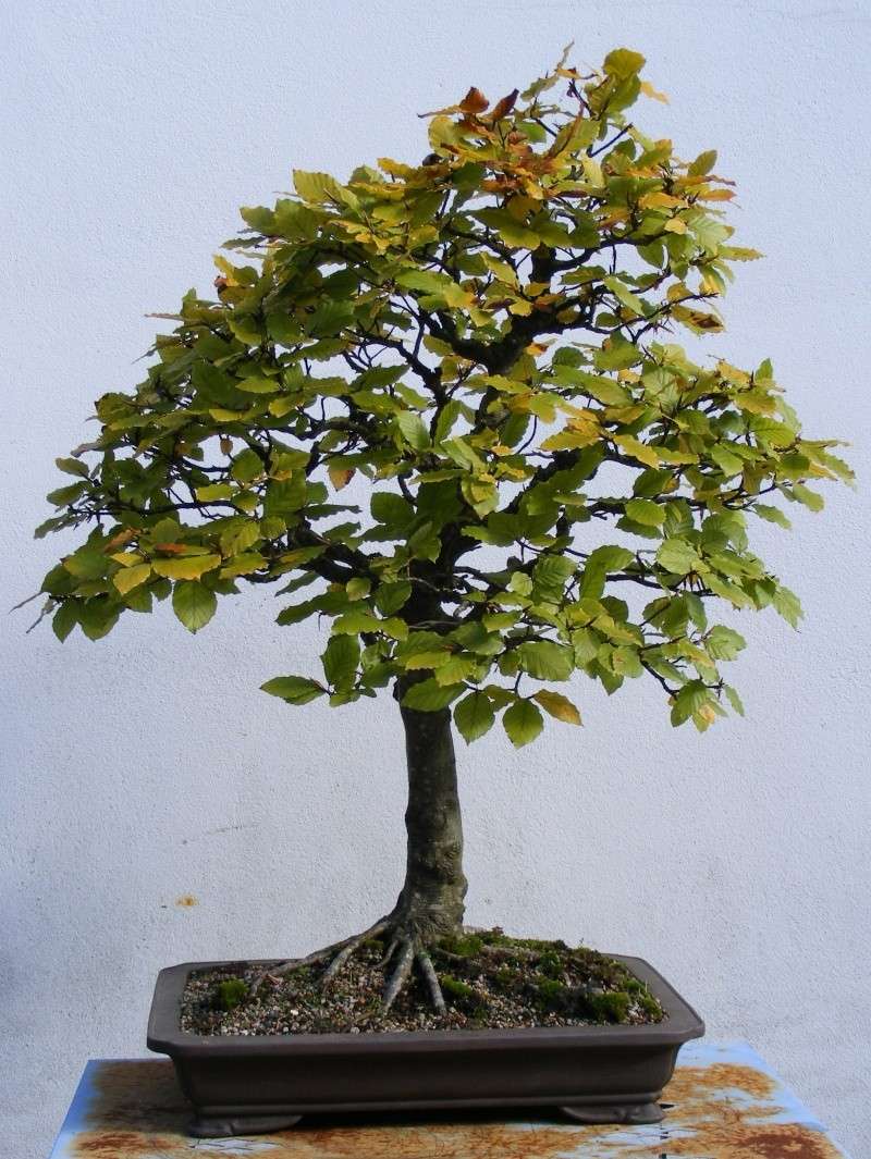 Show the Autumncolour from your bonsai Dscf2515