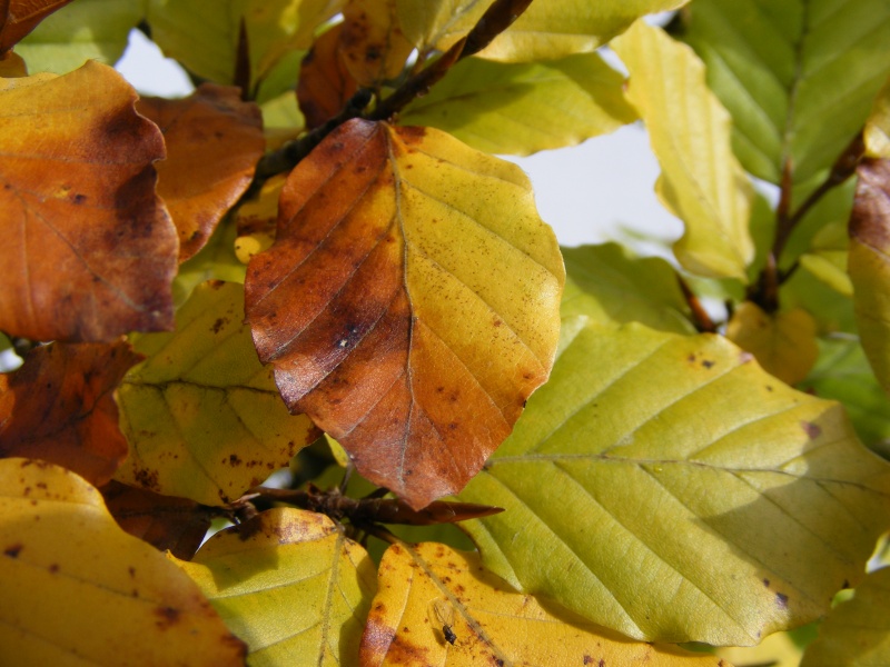 Show the Autumncolour from your bonsai Dscf2516