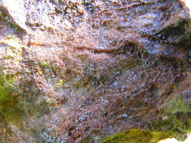 Cotoneaster Root over Rock Dscf2522