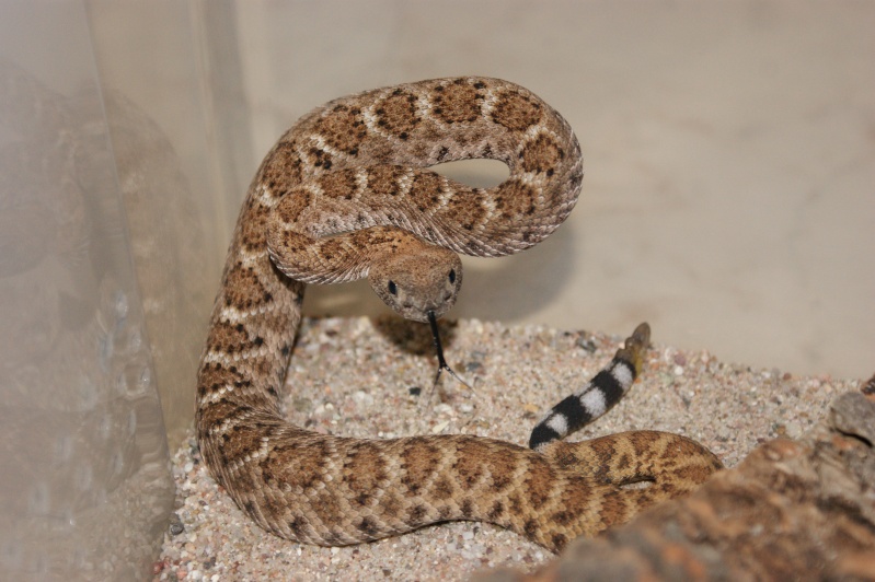 Neuzugang Crotalus atrox Dsc02312