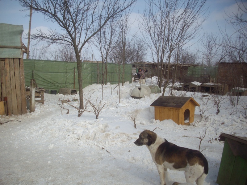 LE REFUGE DE LENUTA SOUS LA NEIGE Poze_e15