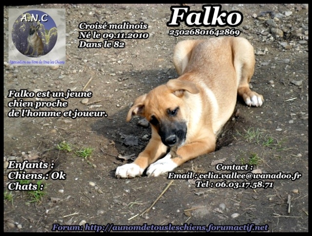 Falko, croisé Malinois. Falko10