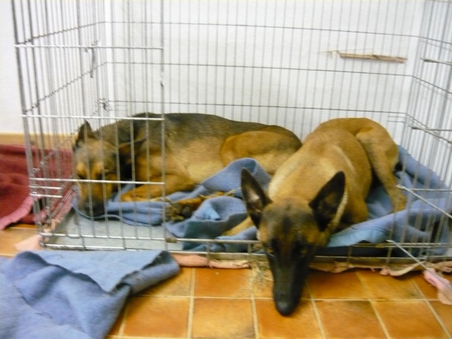 Cage - Caisse ou cage pour chien, pour ou contre... P1150010