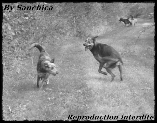 La bande a Sanchica - Page 3 P1150217
