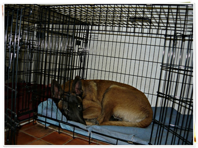Caisse ou cage pour chien, pour ou contre... - Page 5 P1210511