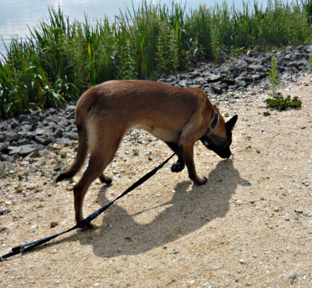 First ou l'évolution d'un tit Malinois en FA dans la bande à Sanchica[Adopté] - Page 12 P1230410