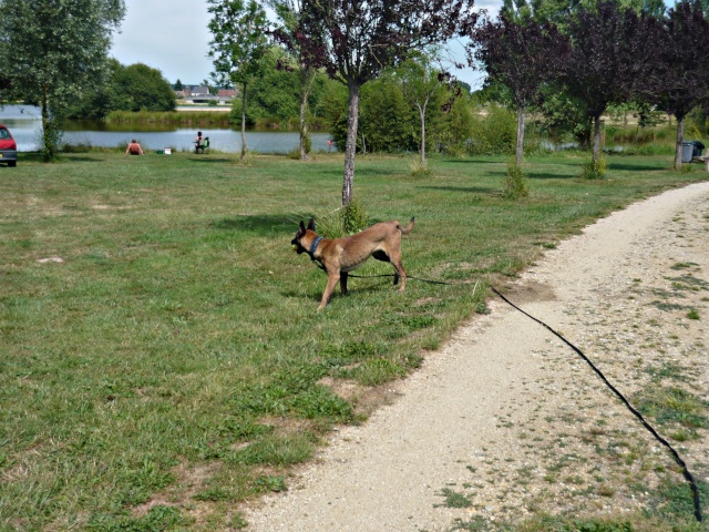 First ou l'évolution d'un tit Malinois en FA dans la bande à Sanchica[Adopté] - Page 12 P1230510