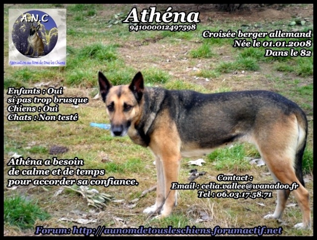 Athena, croisée BA de 3 ans en fa dans le 82 Sam_0011