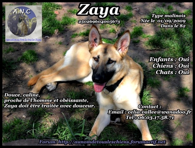 malinois - [Adoptée]Zaya, femelle type malinois née le 01 09 2009 Zaya10