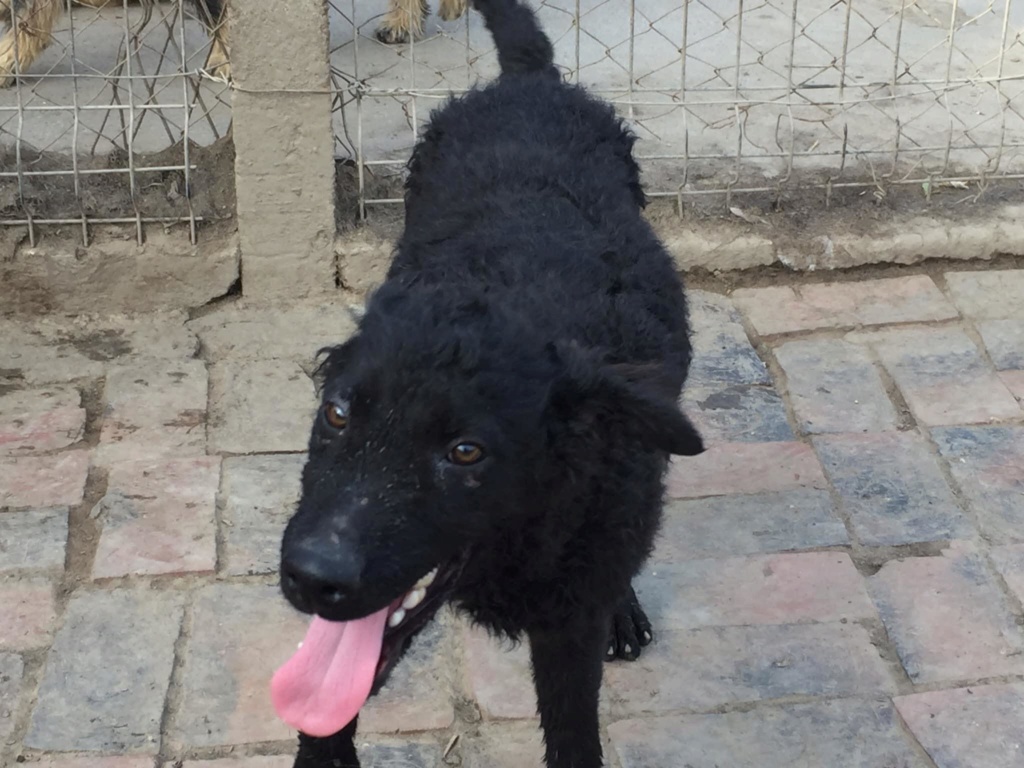 MILO, M-X Mudi, moyenne, né 2019 (BELLA) Affectueux, actif - En FA chez Pestinette (Depart01) 10175410