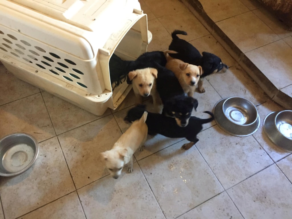 8 chiots du refuge de Bella - Trouvés près des rails d'un train--urgent  10970710