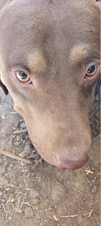 ROKI , M-X Labrador Marron - moyenne - né 2021 -Refuge de Bella (Serbie) 20230164