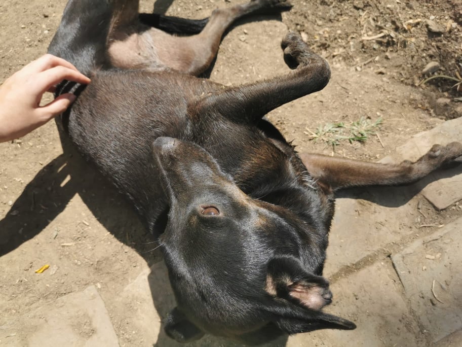 TESLA - F-X Noire Petite à moy taille - 14kg (Bella) - Adorable -PRETE- 23965910