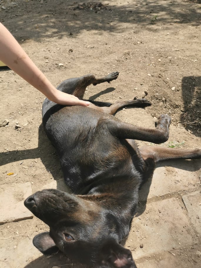 TESLA - F-X Noire Petite à moy taille - 14kg (Bella) - Adorable -PRETE- 24080210