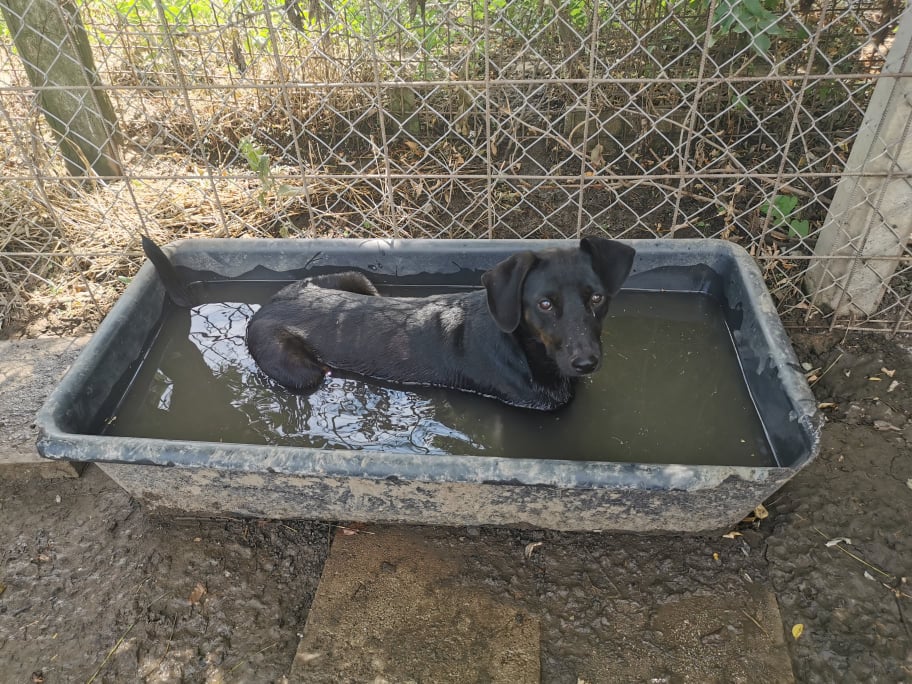 TESLA - F-X Noire Petite à moy taille - 14kg (Bella) - Adorable -PRETE- 24080511