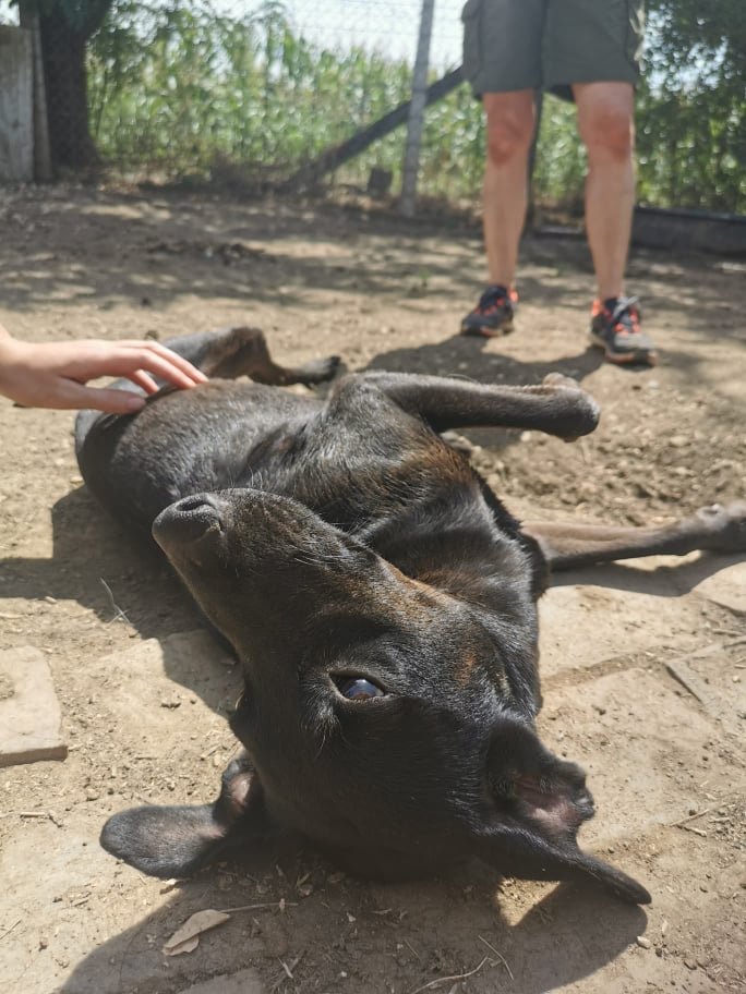 TESLA - F-X Noire Petite à moy taille - 14kg (Bella) - Adorable -PRETE- 24082310