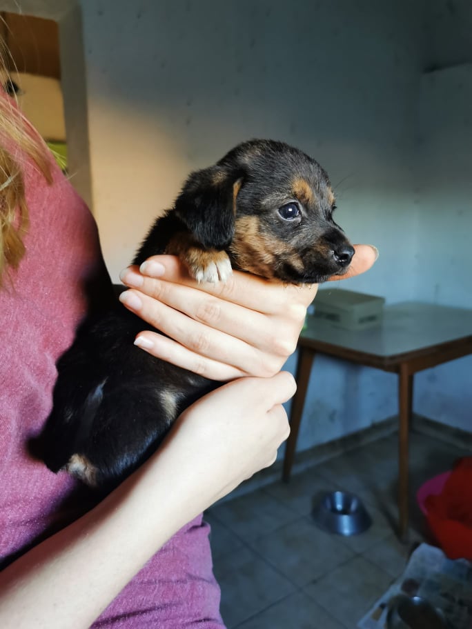 ABBY, F-X noire et feu, petite, bébé de Stessie PRETE (BELLA) Réservée Association Galia 24441411