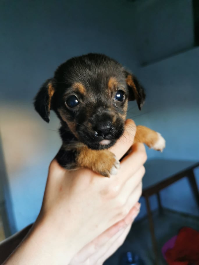 LUCK, M-X CHIOT Marron, petit - bébé de Stessie-PRET- (BELLA) réservé FA Sensei (Depart57) 24471711