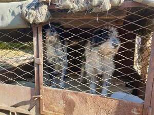 URGENCE POUR 7 CHIENS A NOVISAD DETENUS DANS DES BOITES - A SAUVER AVANT FOURRIERE MOUROIRE DE BACKA 25087211