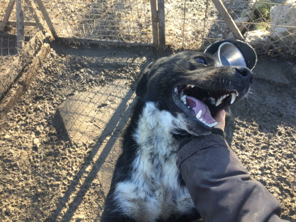 MILE , M-X Labrador - taille moyenne - né 11/2020 (BELLA) - Très gentil et câlin PRET 25/08/2022 27172310