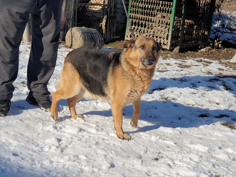 SALLY, F-X Berger allemand- sénior, née 2014 PRETE A VOYAGER (pension Serbie Tanja) - Très gentille 27189510