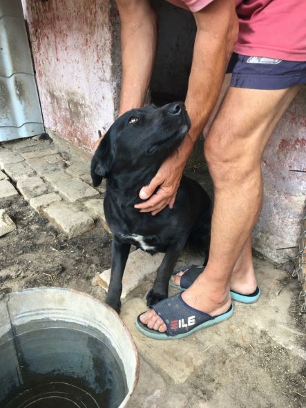 URGENCE POUR 7 CHIENS A NOVISAD DETENUS DANS DES BOITES - A SAUVER AVANT FOURRIERE MOUROIRE DE BACKA 28541811