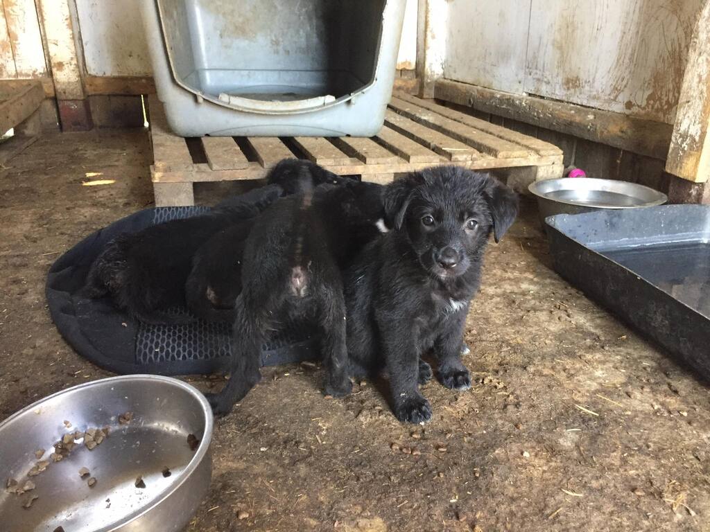 21 nouveaux chiots à Bella ! RECHERCHE DE PARRAINS - 1201 € reçus ou promis / 1130 € nécessaires // Appel CLOS 29085811
