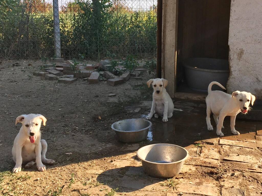 NALA , F-X croisée berger blanc , né env mai 2022 (Bella) PRET A RENTRER 29789310