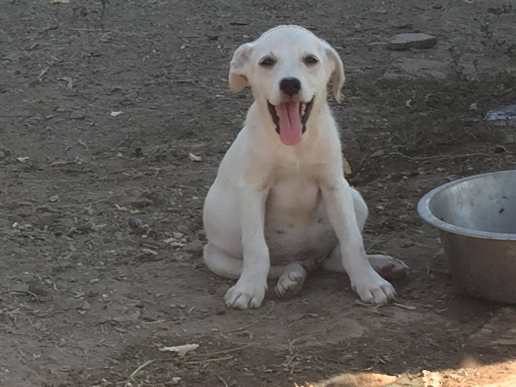 NALA , F-X croisée berger blanc , né env mai 2022 (Bella) PRET A RENTRER 29851210