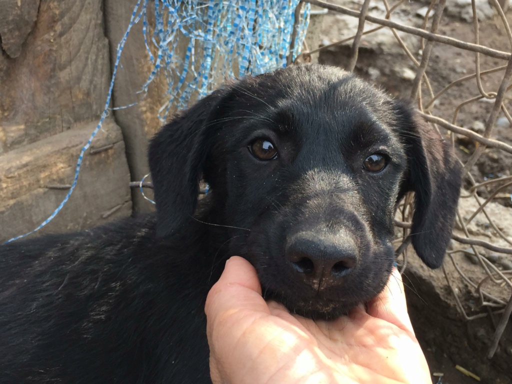 PERA, M-X labrador Noir poils mi longs , né env mai 2022 - PRET-(BELLA) 29905610