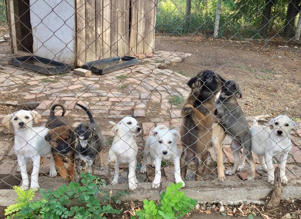 EMMY , F-X Berger Marron , né env mai 2022 (Bella) PRET A RENTRER 29913115