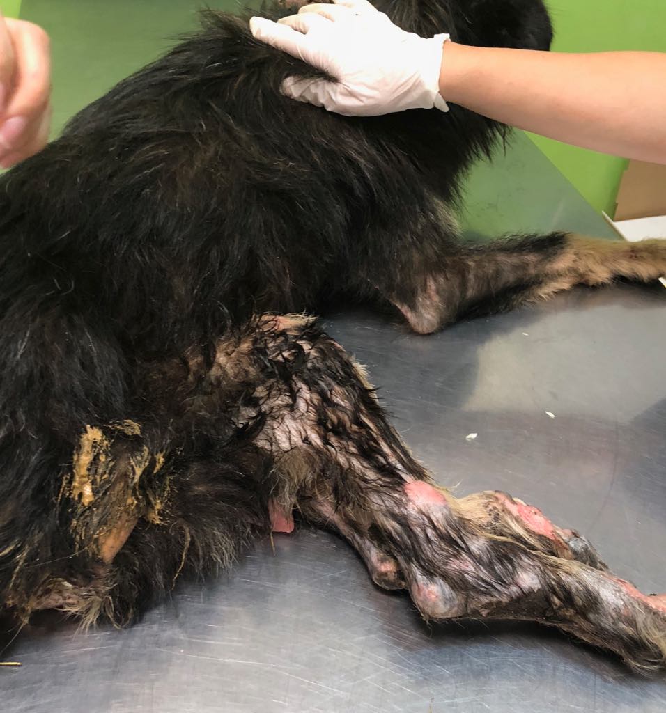 KIANO, M-X, 15 kg, né 2016 - Victime de maltraitance - Paralysé (CARMINA BUCAREST) 37565410