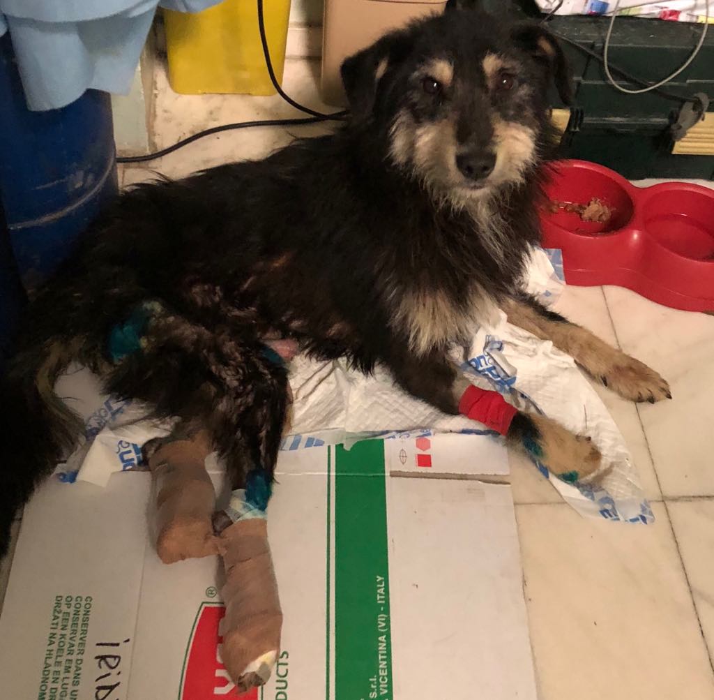 KIANO, M-X, 15 kg, né 2016 - Victime de maltraitance - Paralysé (CARMINA BUCAREST) 37603510
