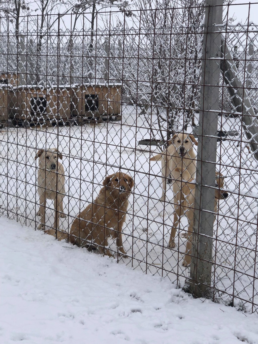 golden - AGUS, M-X Golden, né 2018 - timide. (BELLA) - PRÊT 12.2020 TRES MAIGRE 50272012