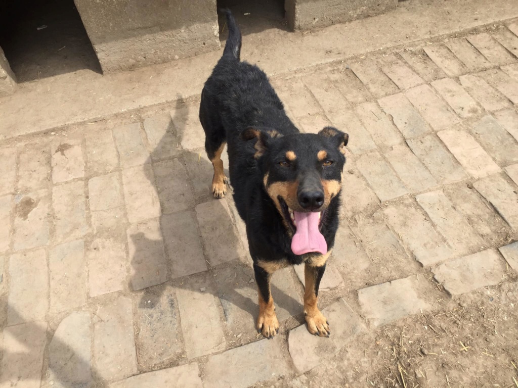 DJOLE, M-X, né env 2017, 15 kg - super chien très affectueux (BELLA) en FA chez Yann (Depart94) 98353610