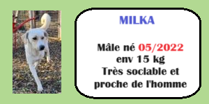 CHIENS A L ADOPTION    - SERBIE   - REFUGE DE BELLA - Etat au 18  04 2024 Milka10