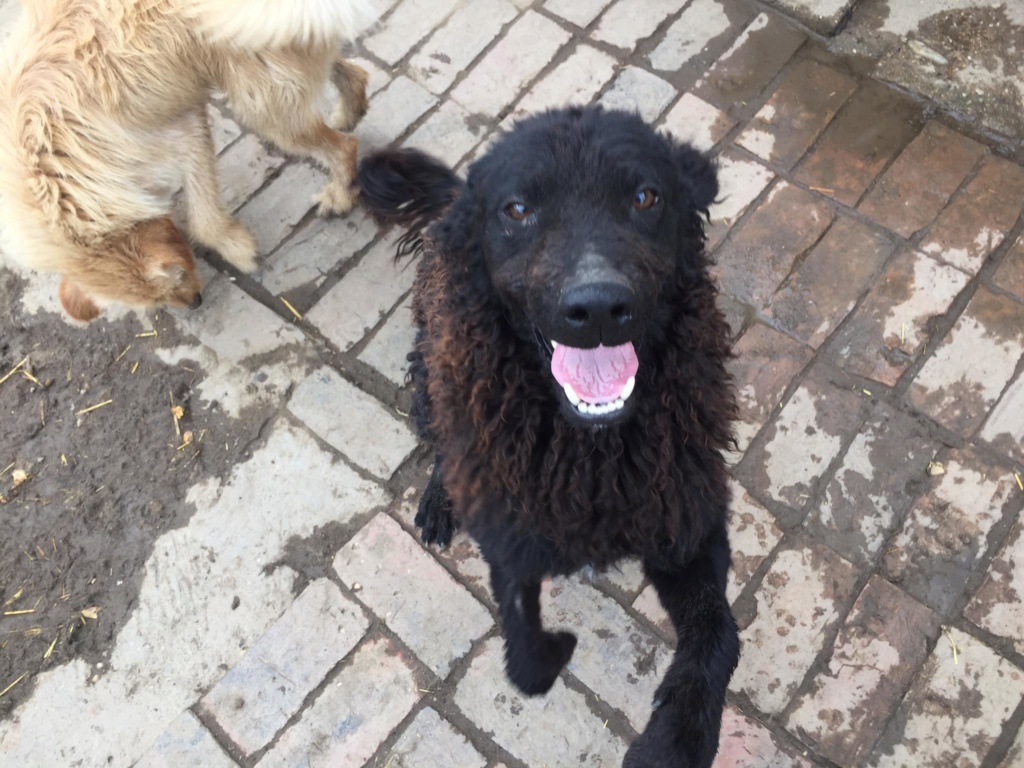 MILO, M-X Mudi, moyenne, né 2019 (BELLA) Affectueux, actif - En FA chez Pestinette (Depart01) Milo10