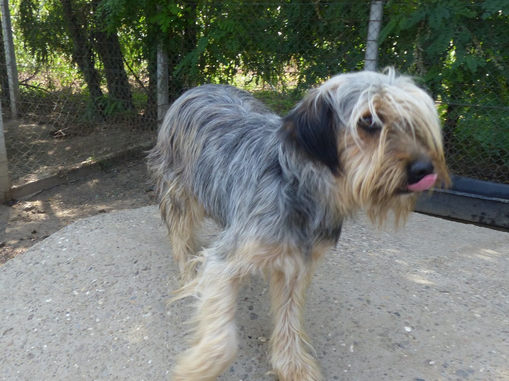 MEDA - M-X Berger des Pyrénées 20kg - Né 2019 (BELLA) - Très fidèle -PRET-  Réservé GALIA  P1180710