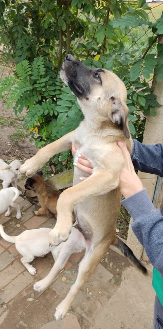 TEDDY , Junior M-X croisé Malinois , né env mai 2022 (Bella)   PRET A RENTRER Teddy10