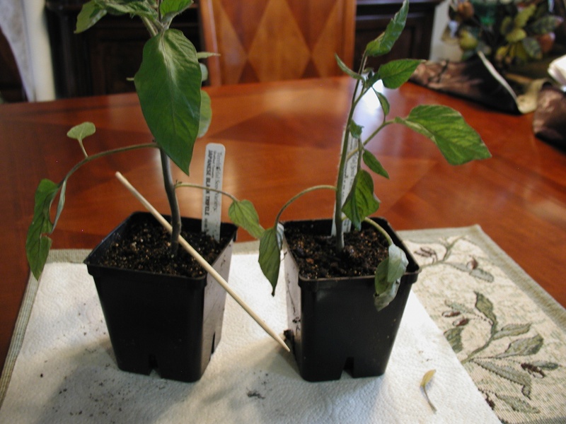 Tomato Tuesday for the PNW Japane11