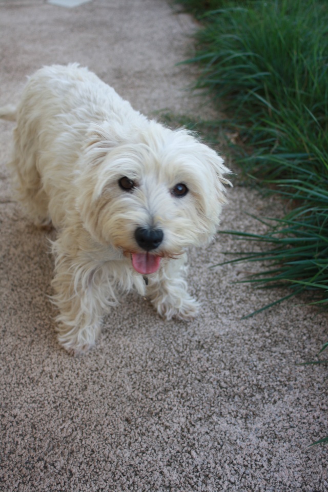 UZZA dite ULLIA dite TEQUILLA,   WESTIE FEMELLE 7 ANS  - Page 6 Img_1623