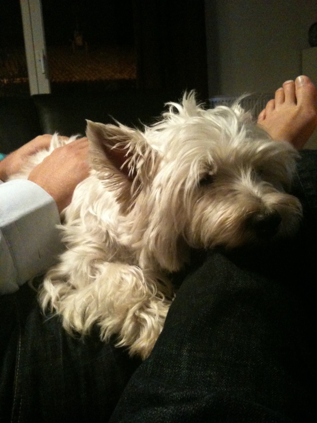 UZZA dite ULLIA dite TEQUILLA,   WESTIE FEMELLE 7 ANS  - Page 9 Photo-19