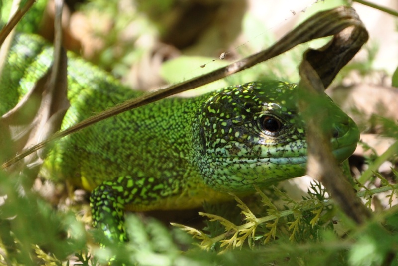 photos de reptiles et amphibiens de vos jardins - Page 9 Csc_0029