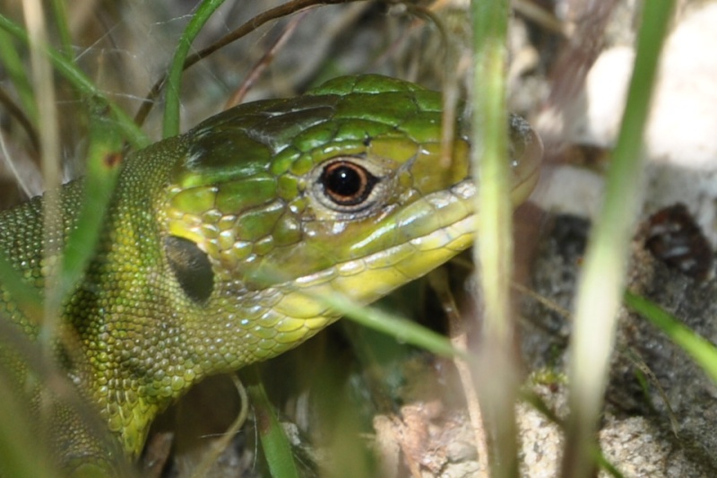 photos de reptiles et amphibiens de vos jardins - Page 9 Csc_0030
